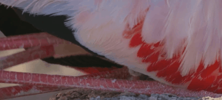 大卫·爱登堡|假期时光，我把孩子放心交给了这个94岁的“豆瓣最高分男神”