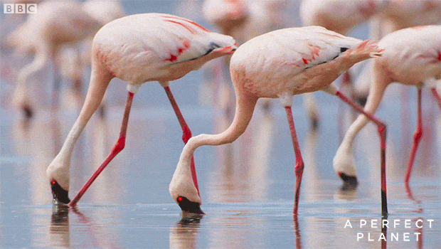 大卫·爱登堡|假期时光，我把孩子放心交给了这个94岁的“豆瓣最高分男神”