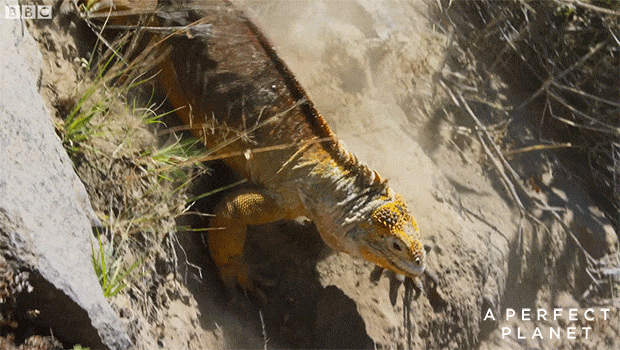 大卫·爱登堡|假期时光，我把孩子放心交给了这个94岁的“豆瓣最高分男神”