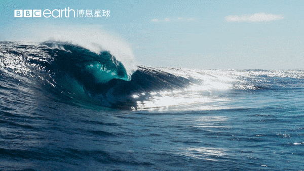 大卫·爱登堡|假期时光，我把孩子放心交给了这个94岁的“豆瓣最高分男神”