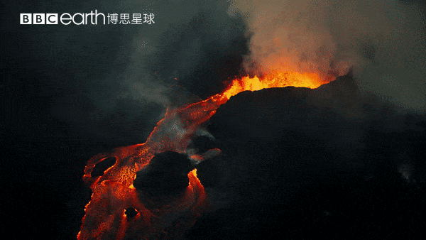 大卫·爱登堡|假期时光，我把孩子放心交给了这个94岁的“豆瓣最高分男神”