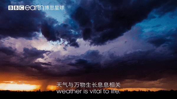 大卫·爱登堡|假期时光，我把孩子放心交给了这个94岁的“豆瓣最高分男神”