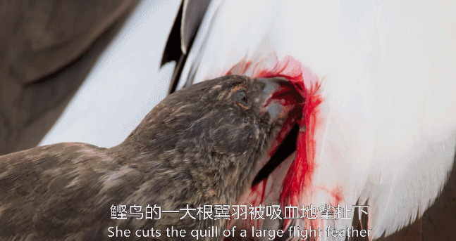 大卫·爱登堡|假期时光，我把孩子放心交给了这个94岁的“豆瓣最高分男神”