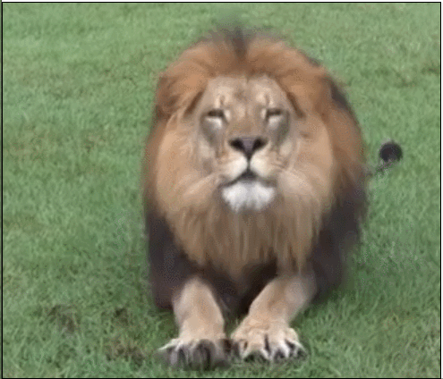 猫科动物有着共同本领,即便威风凛凛的狮子老虎也犹记那份温存,扑打