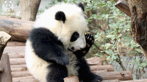 因为腿短,小熊友有怎样的黑历史?