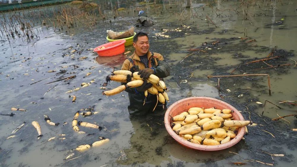 莲藕怎么种植(莲藕怎么种植的)