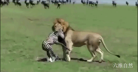 斑马|食物链的残酷！肯尼亚一只小斑马刚学会站立，就被雄狮一口咬走
