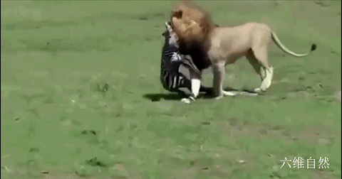 斑马|食物链的残酷！肯尼亚一只小斑马刚学会站立，就被雄狮一口咬走