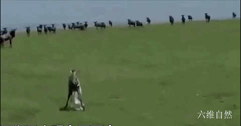 斑马|食物链的残酷！肯尼亚一只小斑马刚学会站立，就被雄狮一口咬走