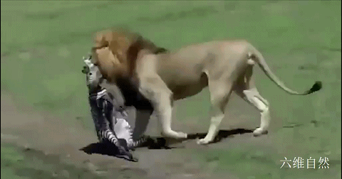 斑马|食物链的残酷！肯尼亚一只小斑马刚学会站立，就被雄狮一口咬走