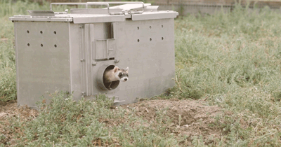 伊丽莎白·安|这种克隆，细思极恐