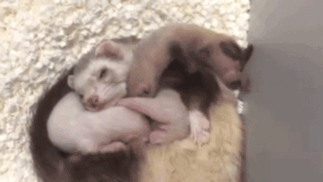 伊丽莎白·安|这种克隆，细思极恐