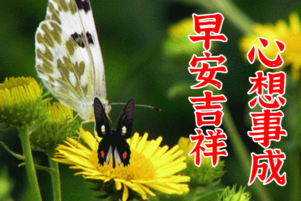 8张非常好看的美丽的鲜花早安问候图片精选春天天清晨早上好问候祝福