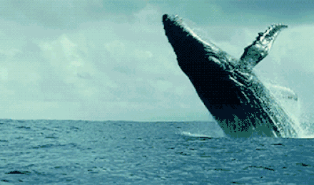 老鼠|下水道、死老鼠、粪便……这些味道在它面前都是渣渣｜动物蝌学