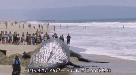 老鼠|下水道、死老鼠、粪便……这些味道在它面前都是渣渣｜动物蝌学