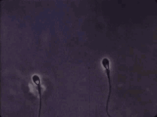 精子|精子像钻头一样旋进，会“毒害”竞争对手，像一场不公平的道具赛