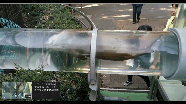 精子|精子像钻头一样旋进，会“毒害”竞争对手，像一场不公平的道具赛