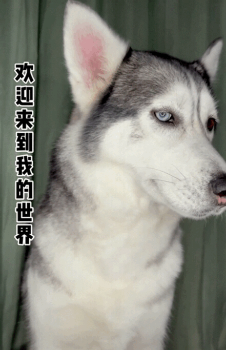 走红抖音的缅甸北部为何惹争议