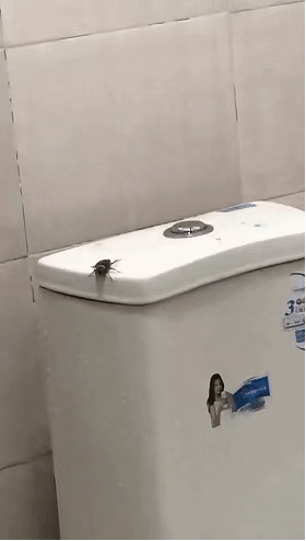 小姐妹去了南方旅游竟然因为一只蟑螂崩溃了哈哈哈