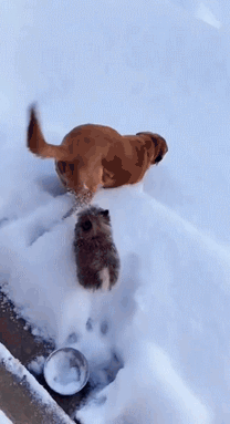 208_383gif 动态图 动图