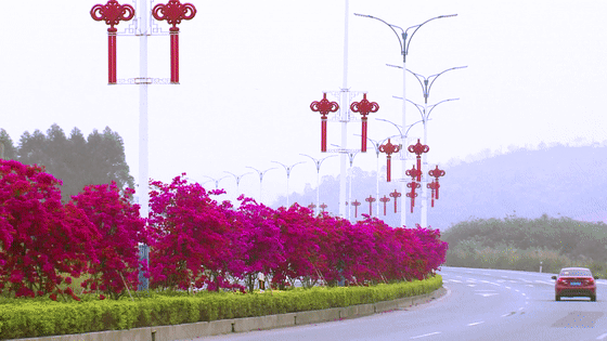 醉美勒杜鹃争相绽放勾勒出姹紫嫣红的恩平大道