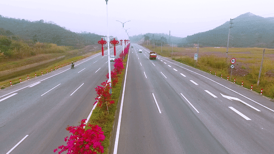 醉美勒杜鹃争相绽放勾勒出姹紫嫣红的恩平大道