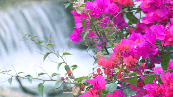 西门湿地公园勒杜鹃花的花语是什么?