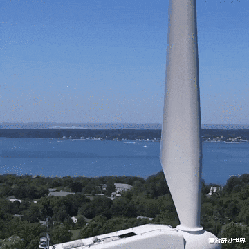 蓝鲸|看了对比图才发现，这些东西居然这么大…