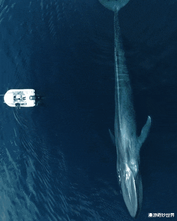 蓝鲸|看了对比图才发现，这些东西居然这么大…