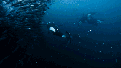 虎鲸|作为海里的恶霸，虎鲸为什么会被座头鲸欺负？