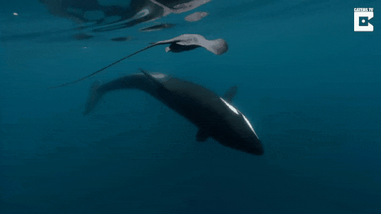 虎鲸|作为海里的恶霸，虎鲸为什么会被座头鲸欺负？