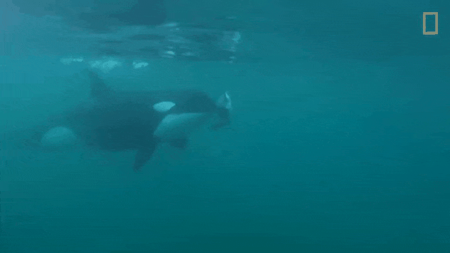 虎鲸|作为海里的恶霸，虎鲸为什么会被座头鲸欺负？