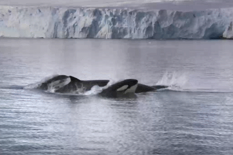 虎鲸|作为海里的恶霸，虎鲸为什么会被座头鲸欺负？