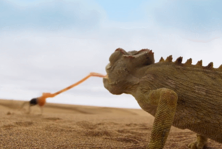 沙漠|沙漠里的动物都是怎么精打细算地过日子的？