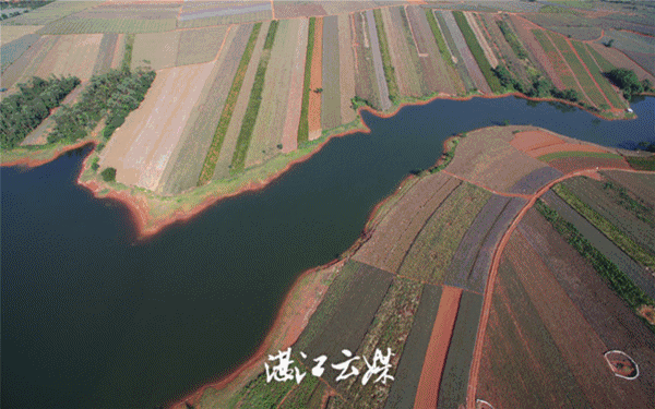 大陆|大陆离不开台湾凤梨？网友科普：来看菠萝的海！