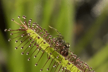 猪笼草|猪笼草这么好看，不当马桶可惜了