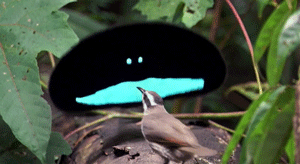 天堂鸟|为了吸引雌鸟，极乐鸟已经拥有绚丽的羽毛，为何还要彩排舞蹈？