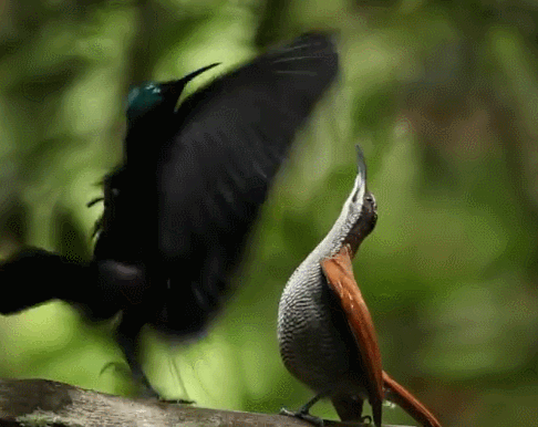天堂鸟|为了吸引雌鸟，极乐鸟已经拥有绚丽的羽毛，为何还要彩排舞蹈？