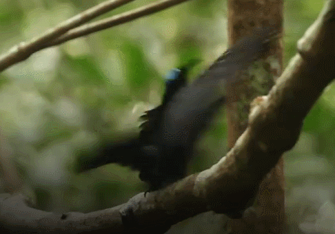 天堂鸟|为了吸引雌鸟，极乐鸟已经拥有绚丽的羽毛，为何还要彩排舞蹈？
