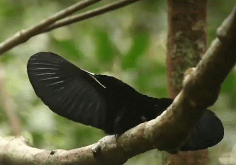 天堂鸟|为了吸引雌鸟，极乐鸟已经拥有绚丽的羽毛，为何还要彩排舞蹈？