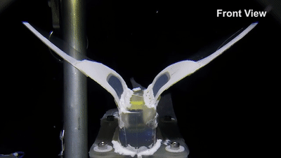 马里亚纳海沟|登上《自然》封面！浙大团队成功“打卡”马里亚纳海沟