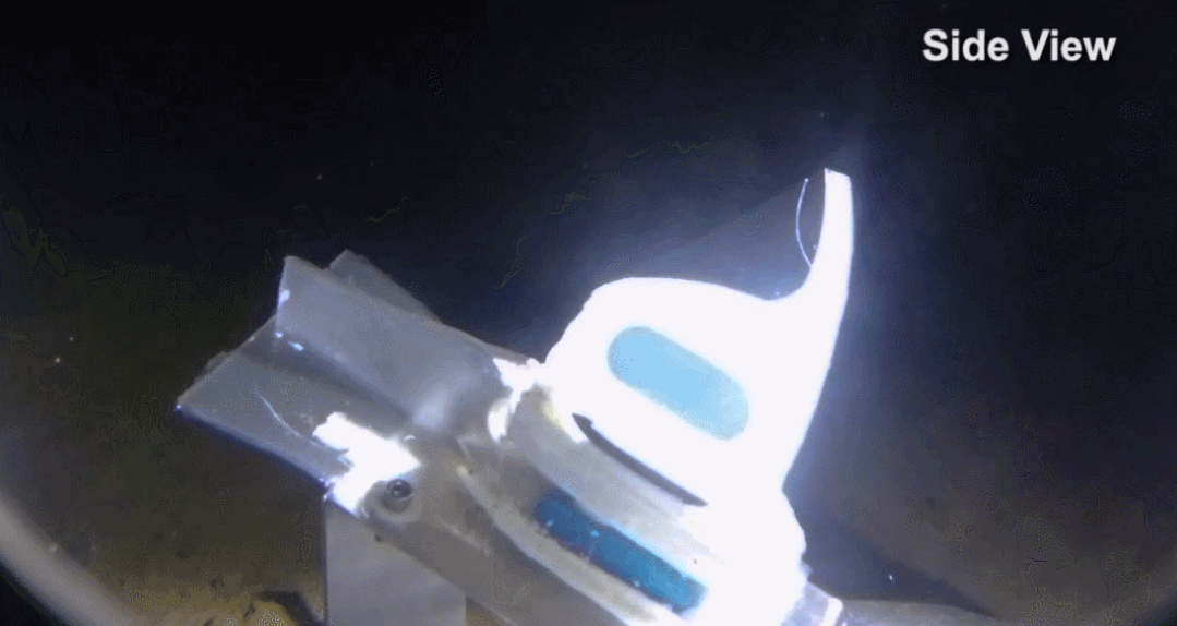 马里亚纳海沟|浙大机器鱼登上Nature封面：深入万米马里亚纳海沟，里程碑式突破