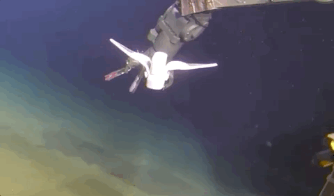 浙江大学|浙大机器鱼登《自然》封面！22cm身段，探索地球最深海沟