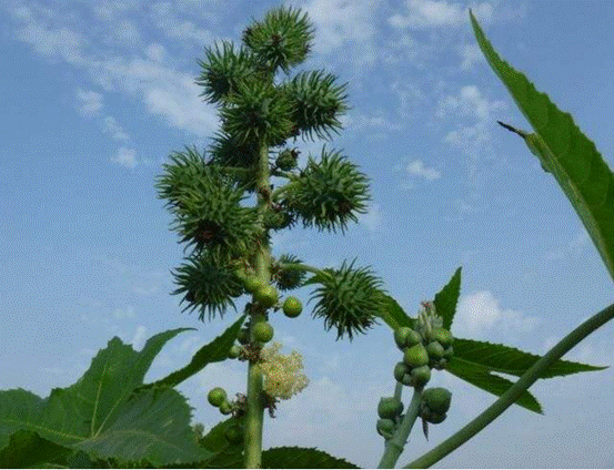 地球|地球上不止人类会说话，植物也可以言语交流？真相跌破眼镜