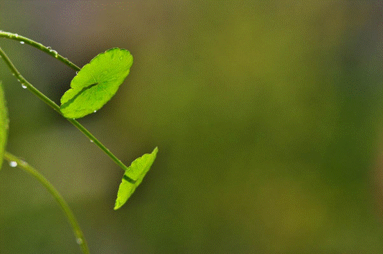地球|地球上不止人类会说话，植物也可以言语交流？真相跌破眼镜