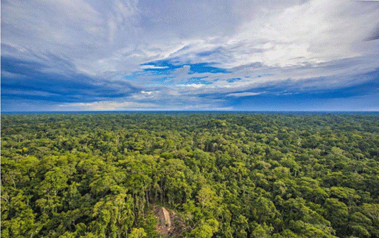 地球|地球上不止人类会说话，植物也可以言语交流？真相跌破眼镜