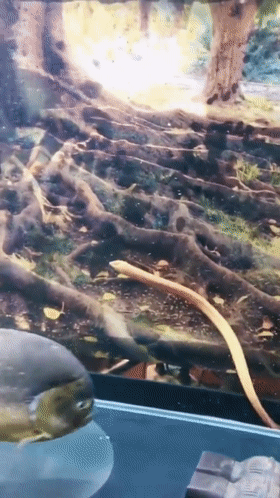 食人鱼|东莞河道有人发现“食人鱼”，其实这鱼早就入侵我国江河了？