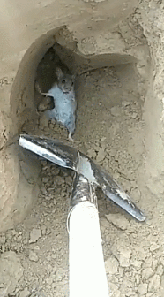 老鼠|地里干活时碰见1只老鼠，本来想处理掉，随后却不忍心下手了