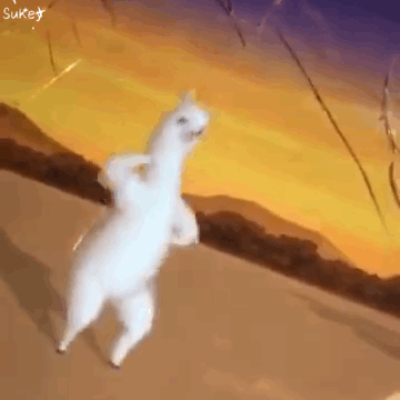 羊驼|羊驼能有什么坏心眼呢？｜动物蝌学