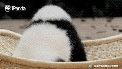 熊猫宝宝爬树的动力是什么熊猫一刻